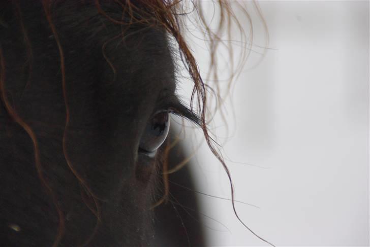 Barockpferd " Betty Barock " - Betty´s smukke øjne. Foto: Camilla Kaaber billede 19
