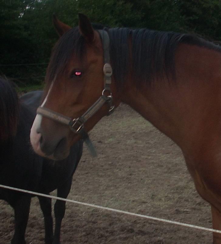 Hollandsk Sportspony Corofina - NYT ; Min mor har været ude og se til fina , taget nogle billeder af hende, sådan ser hun ud nu :/ D.9-8 - 2008  billede 18