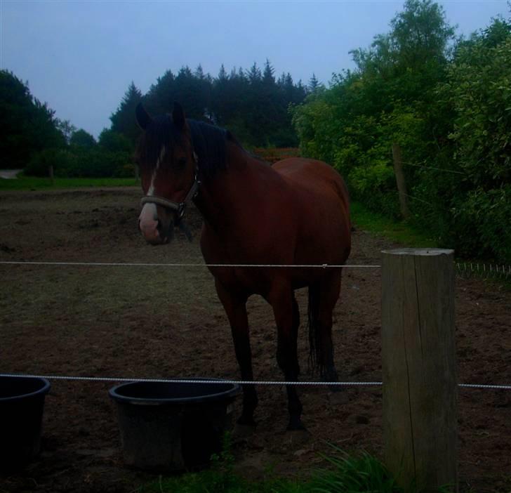 Hollandsk Sportspony Corofina - D.9-8 2008 - håber hun snart kommer hjem . billede 19