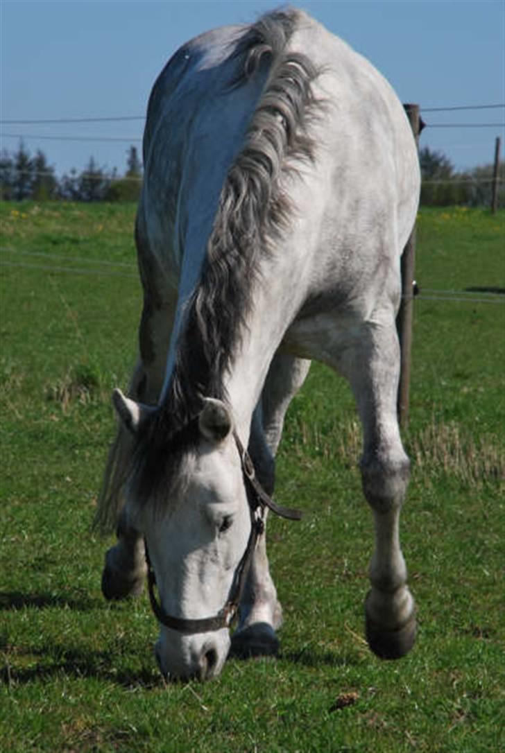 Connemara Paddington D'azur  - Paddi mussen, ude på folden<3 billede taget af; Camilla billede 9