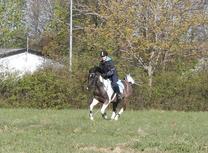 Pinto Little Mr. Spotlight - (20) The wind of heaven is that which blows between a horses ear. || 9 maj 2010 || Foto: Andrea v. Dosenrode billede 20