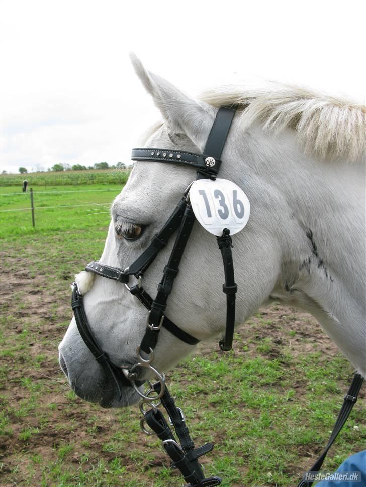Welsh Pony (sec B) korreborgs figaro(SOLGT): - taget af mesterfotografen brigitte nim jensen(bjørn) billede 12