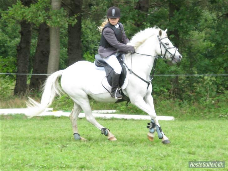 Welsh Pony (sec B) korreborgs figaro(SOLGT): - taget af mesterfotografen brigitte nim jensen(bjørn) billede 13