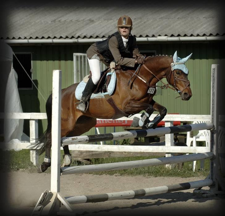 Belgisk Sportspony Cawello *SOLGT* - MB :) billede 2