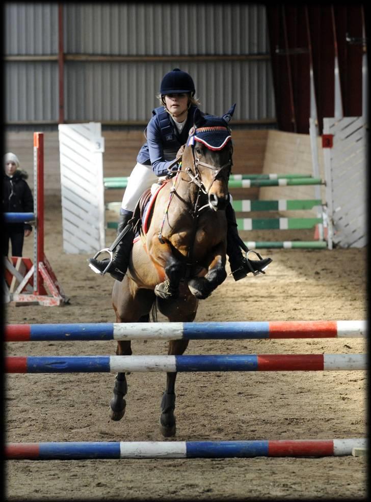 Belgisk Sportspony Cawello *SOLGT* - LA i VOSK (hjemmebane) billede 3