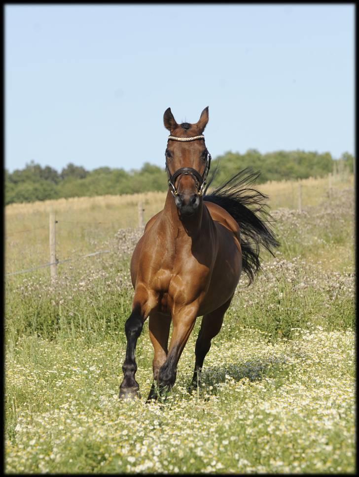 Belgisk Sportspony Cawello *SOLGT* - Du er den smukkeste og dejligste pony i verden!!! ( for mig!!) juli 2009 billede 4