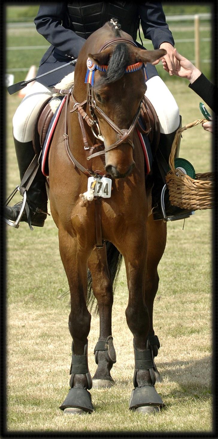 Belgisk Sportspony Cawello *SOLGT* - lækreste pony i verden!!! billede 5