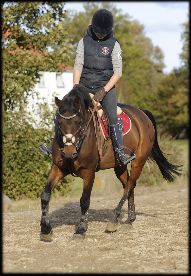 Belgisk Sportspony Cawello *SOLGT* - dressur ponyen på efterskolen :) billede 6