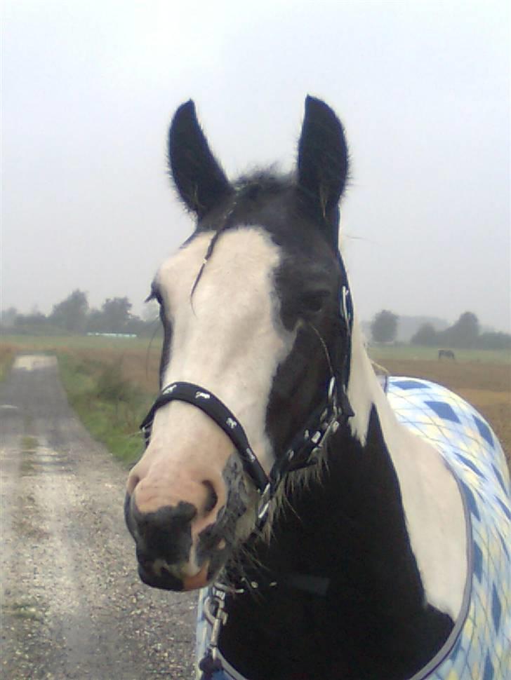 Irish Cob Isabelle billede 15