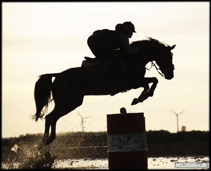 Belgisk Sportspony Cawello *SOLGT* - altid MIN Bumle dreng :´) <3 billede 7