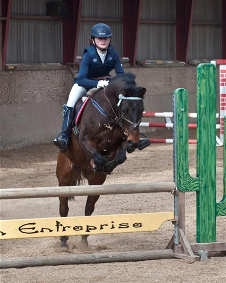 Belgisk Sportspony Cawello *SOLGT* - Wello og hans nye ejer lærke :´) <3  billede 8
