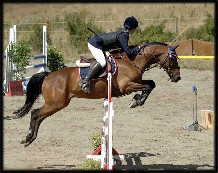 Belgisk Sportspony Cawello *SOLGT* - Distriksmesterskabet individuelt ;) billede 9