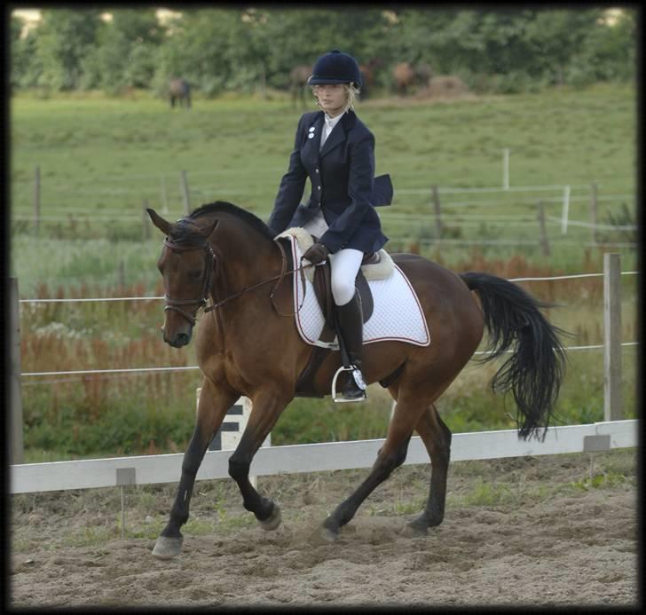 Belgisk Sportspony Cawello *SOLGT* - evt. også lidt nice dressur pony xD billede 11