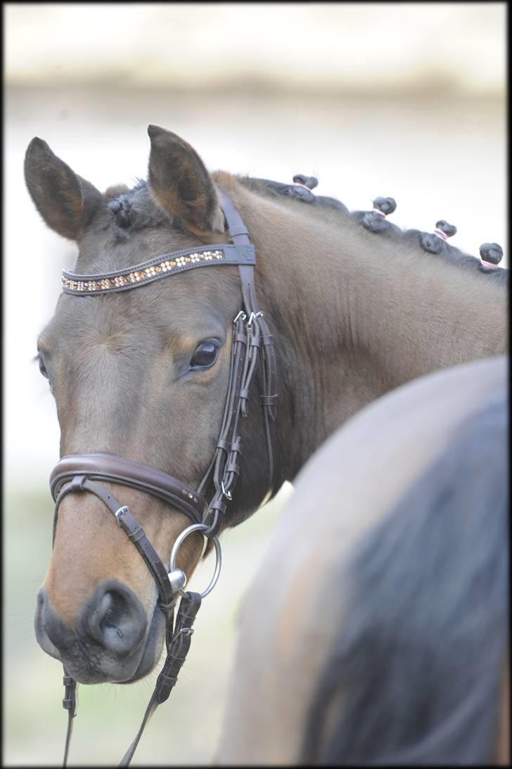 Belgisk Sportspony Cawello *SOLGT* - en smukkere pony skal man vidst lede længe efter :´) billede 12