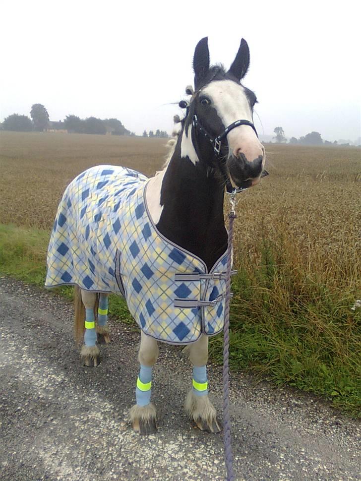Irish Cob Isabelle billede 16