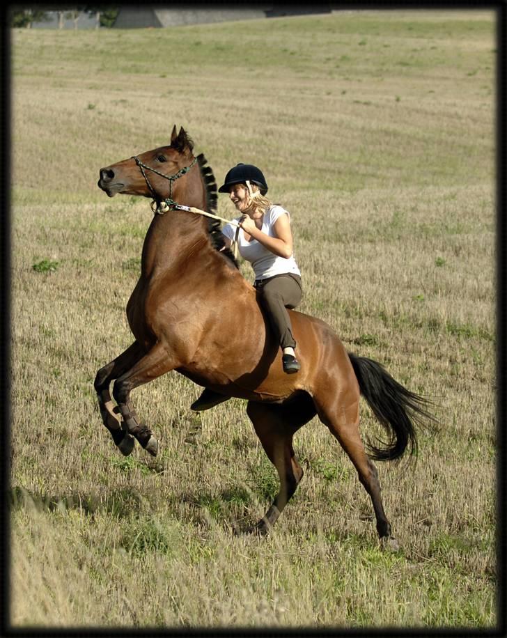 Belgisk Sportspony Cawello *SOLGT* - min lille pony med et stort temperament ;) billede 13