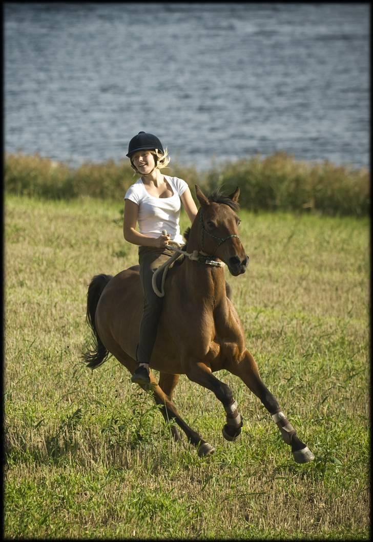 Belgisk Sportspony Cawello *SOLGT* - Fik jeg sagt at jeg elsker dig wello :´) billede 14