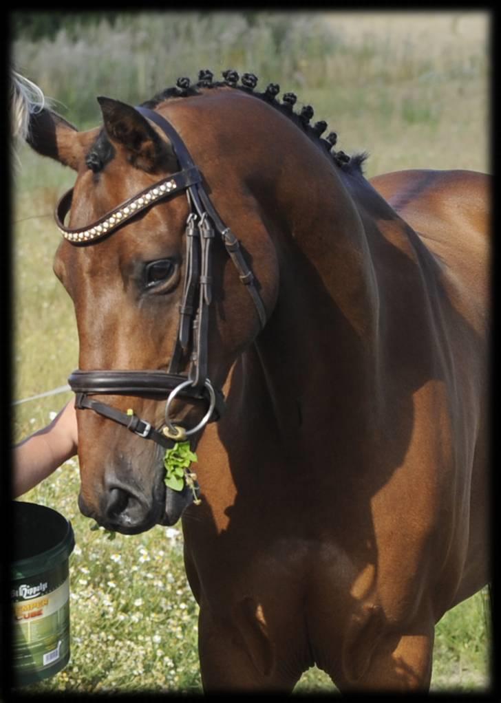 Belgisk Sportspony Cawello *SOLGT* - et billede siger mere end tusind ord!!!!!  - JEG ELSKER DIG!!! <3 billede 17