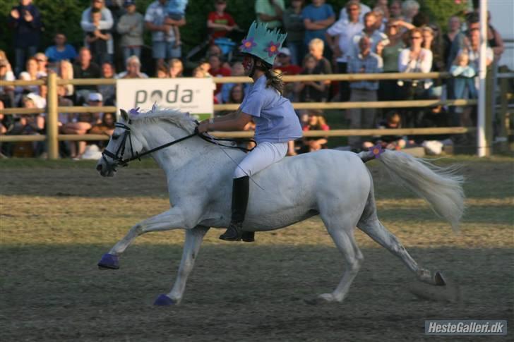 Welsh Pony (sec B) Lyngevejens Eksalon billede 11