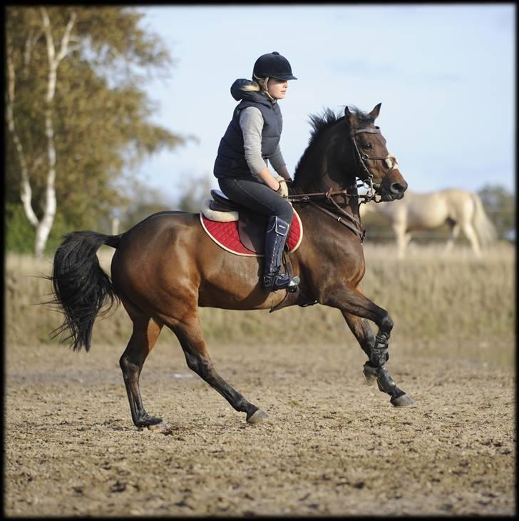 Belgisk Sportspony Cawello *SOLGT* - dejligste pony i verden!! billede 20
