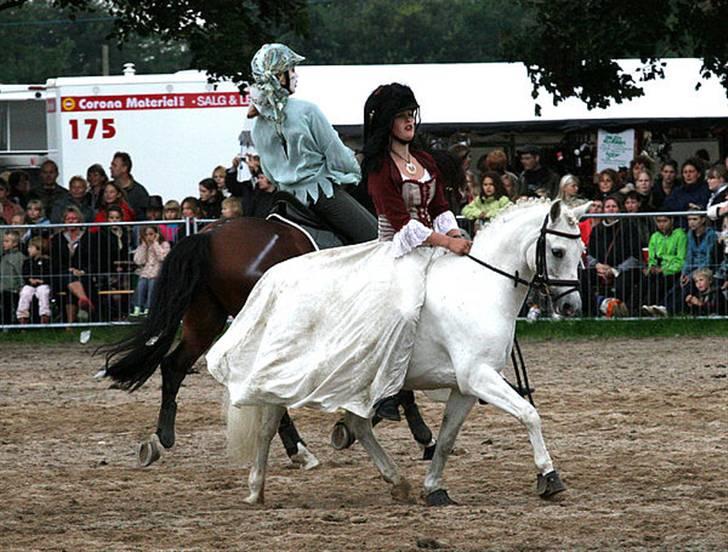 Welsh Pony (sec B) Lyngevejens Eksalon billede 12