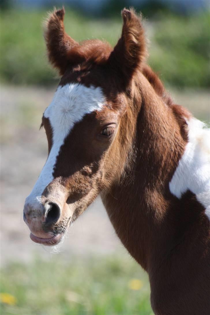 Pinto Araber Schillinggaards Hercules " Solgt " billede 2