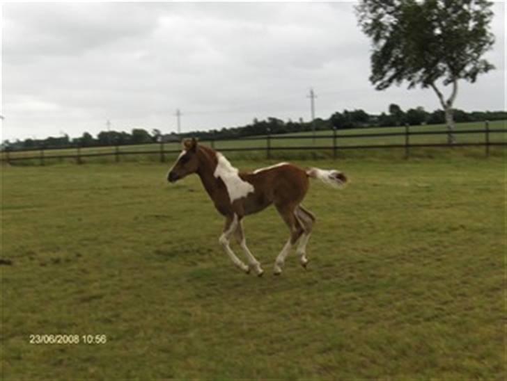 Pinto Araber Schillinggaards Hercules " Solgt " billede 3