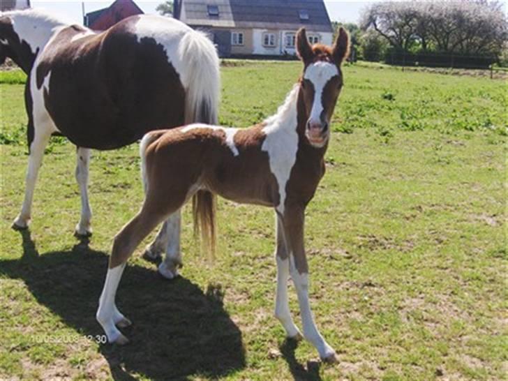 Pinto Araber Schillinggaards Hercules " Solgt " billede 5