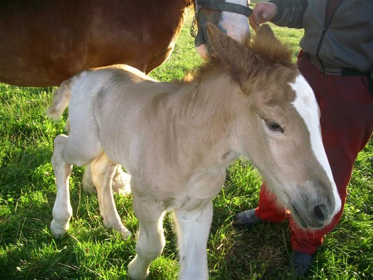 Jyde Rasmus - et af de første billeder at Rasmus som helt lille : foto miig billede 2