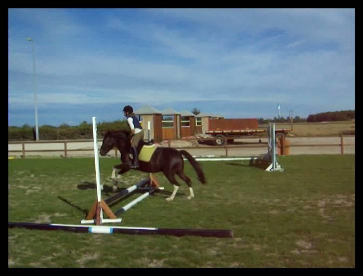 Pinto Nikita - Springer et lille 50 cm. spring for sjov. billede 17