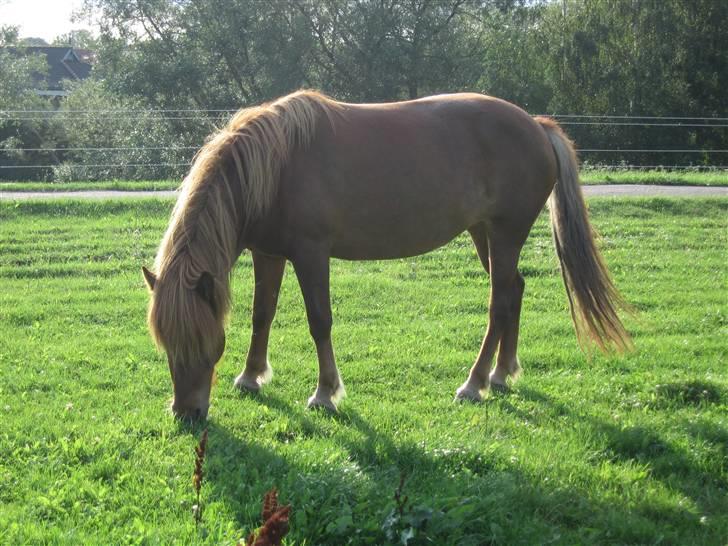 Islænder Óvera frá Saudanesi solgt - Óveras første time på græs efter jeg havde hentet hende. billede 1