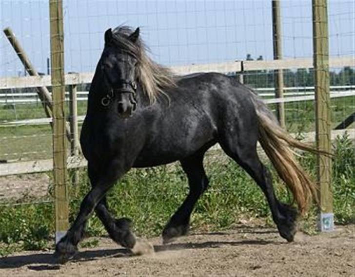 Fell pony Bluewater Kyra billede 18