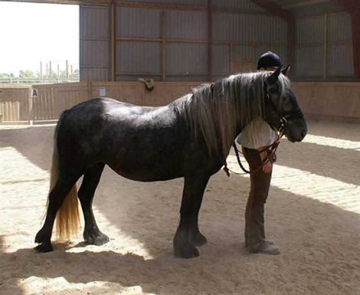 Fell pony Bluewater Kyra billede 19