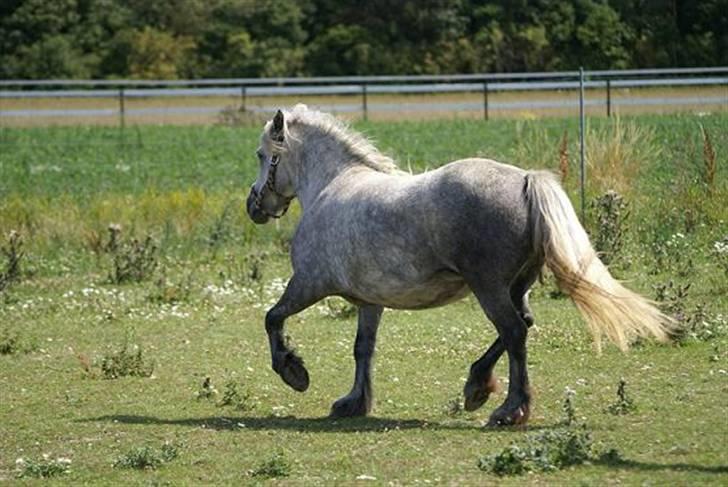 Fell pony Murthwaite Snowdrop billede 5