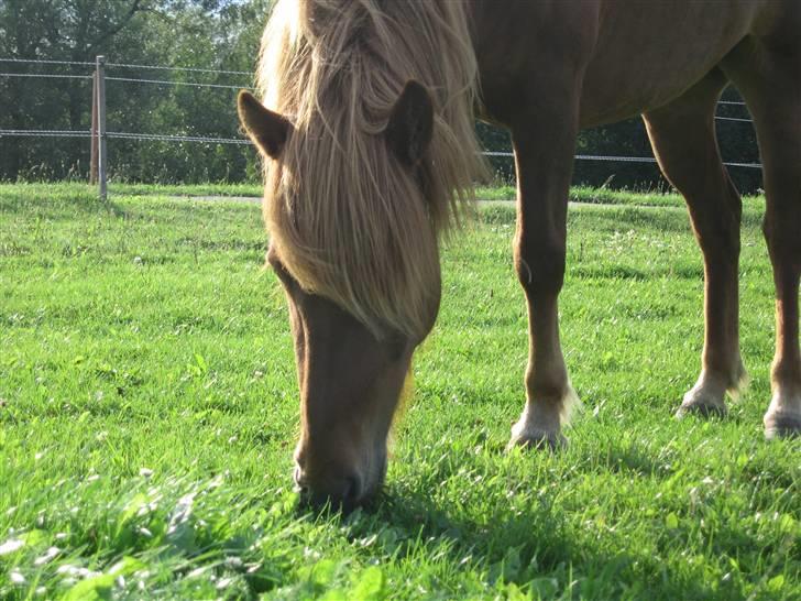 Islænder Óvera frá Saudanesi solgt - Første bid græs. billede 2