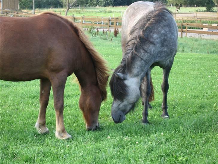 Islænder Óvera frá Saudanesi solgt - Saga er allerede en god ven efter en halv time på græs. billede 3