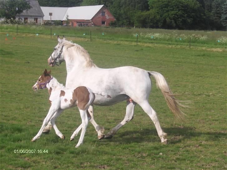 Pinto Shadow - Shadow med hendes hoppeføl fra 2007. billede 1