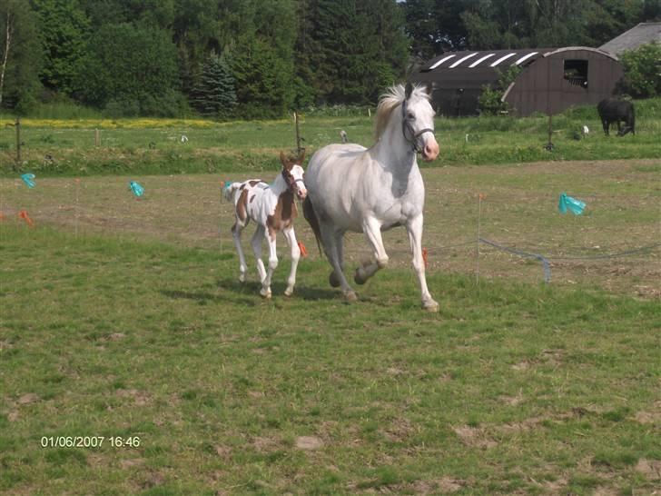 Pinto Shadow billede 2