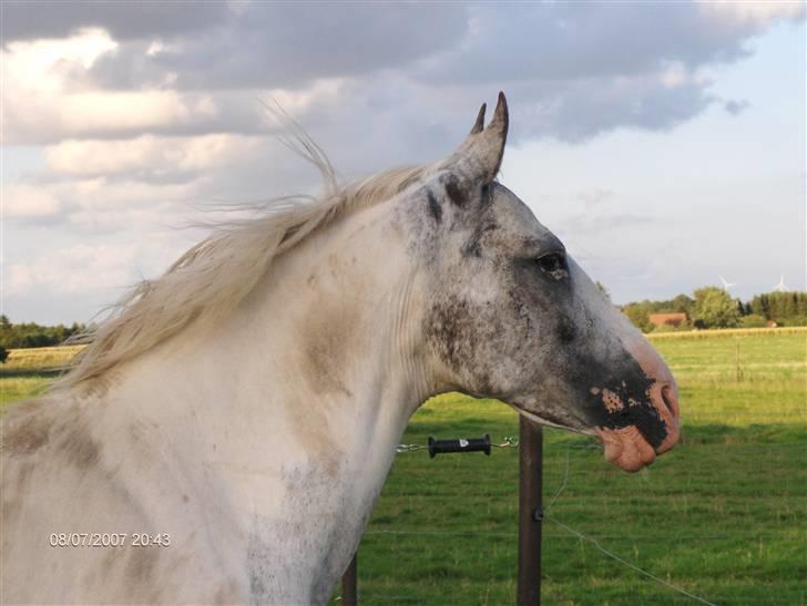 Pinto Shadow billede 3