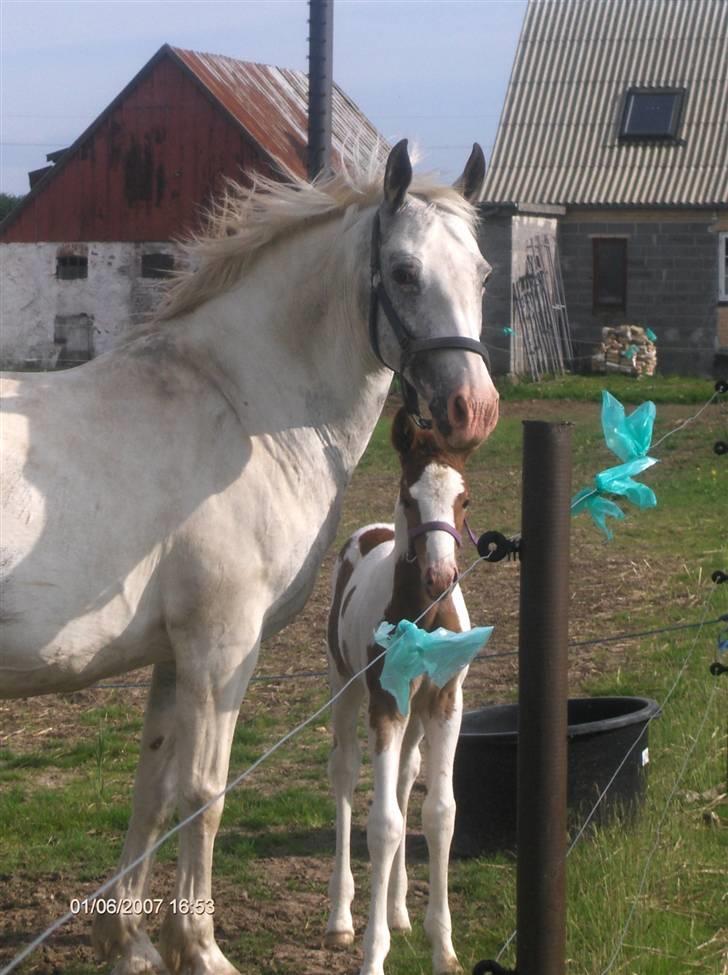 Pinto Shadow billede 4