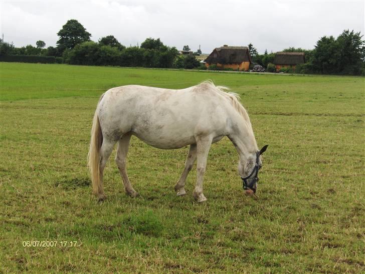 Pinto Shadow billede 5