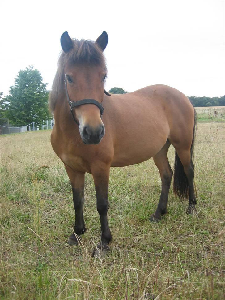 Islænder Væna fra Kratholm billede 10