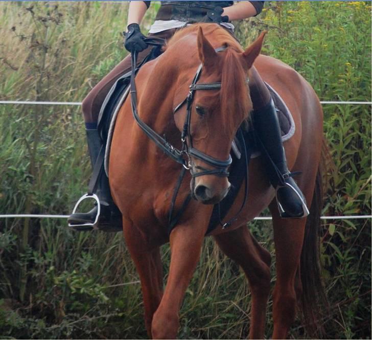 Anden særlig race Frederik  - Lidt bøje øvelser på banen (: billede 17