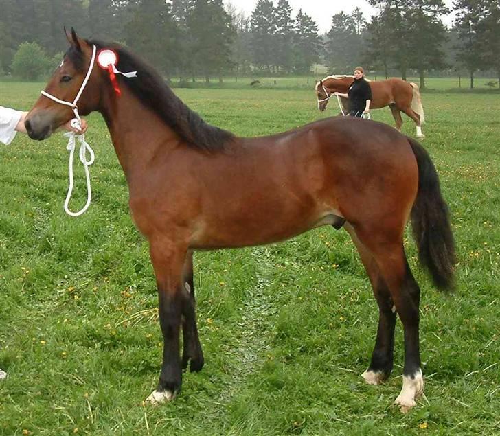 Welsh Cob (sec D)  Dancer *SOLGT* - dancer kun et år gammel, & til show. (: fin hest billede 15