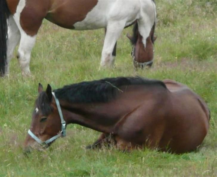 Welsh Cob (sec D)  Dancer *SOLGT* - uha det go sån at putte på marken. :D billede 16