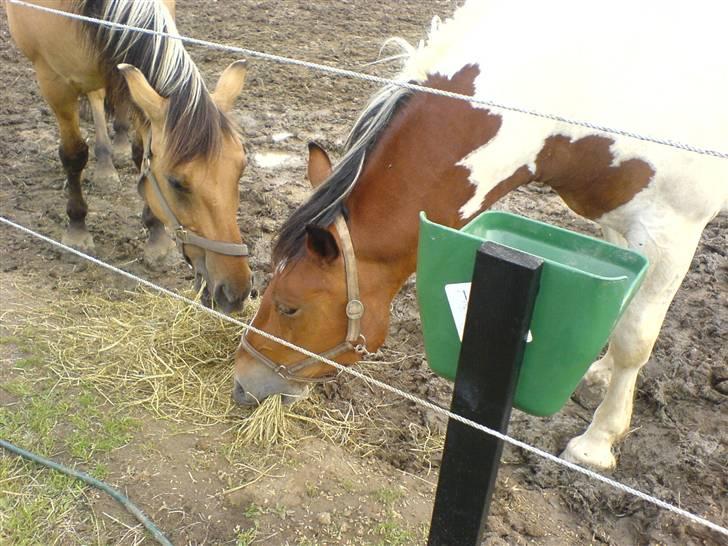 Anden særlig race Toffie SAVNER DIG :'( - Glædeligt gensyn med min dreng :´D D. 8/8 2008 [Foto: Mig] billede 17