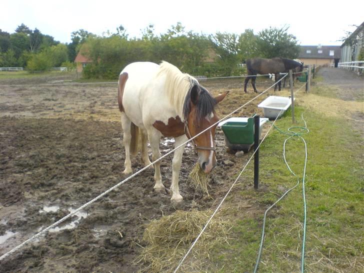 Anden særlig race Toffie SAVNER DIG :'( - Glædeligt gensyn med min dreng :´D D. 8/8 2008 [Foto: Mig] billede 18