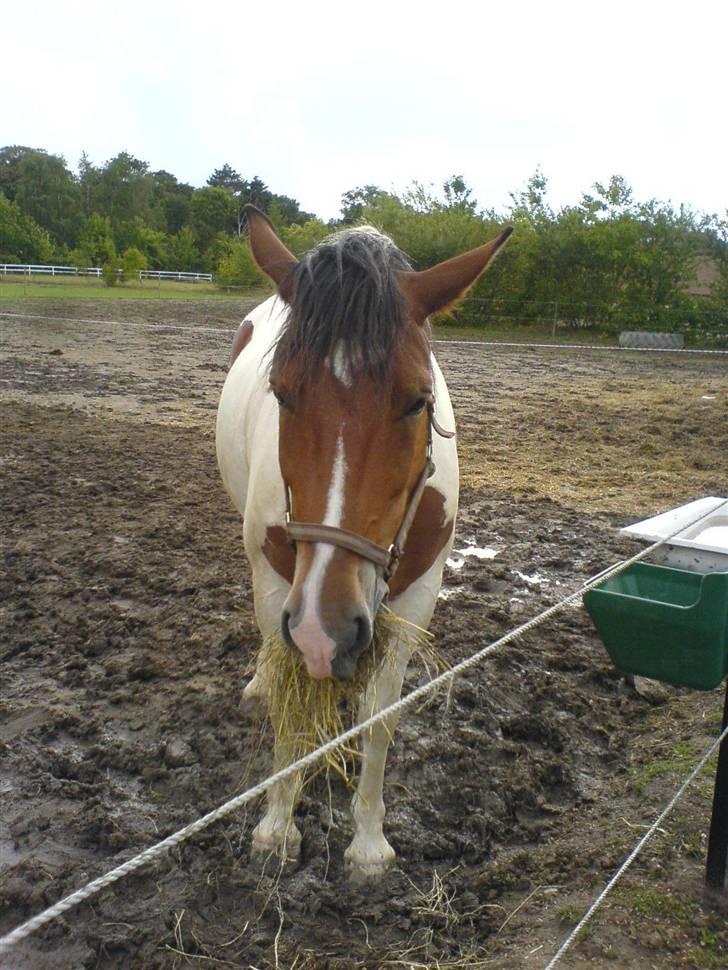 Anden særlig race Toffie SAVNER DIG :'( - Glædeligt gensyn med min dreng :´D D. 8/8 2008 [Foto: Mig] billede 19