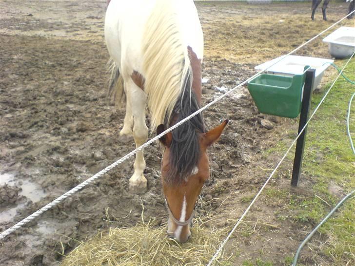 Anden særlig race Toffie SAVNER DIG :'( - Glædeligt gensyn med min dreng :´D D. 8/8 2008 [Foto: Mig] billede 20
