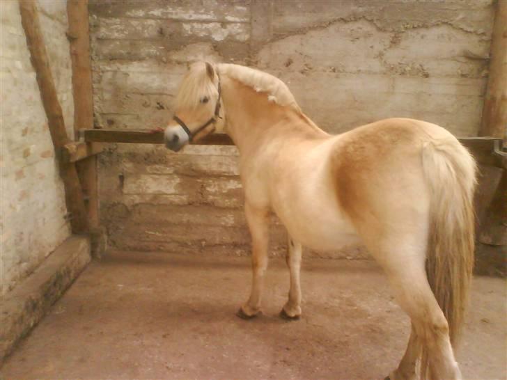 Fjordhest Bella <3 - Det gamle sted hun stod :D Smuk det er hun ! [Fotograf: Mig] billede 17